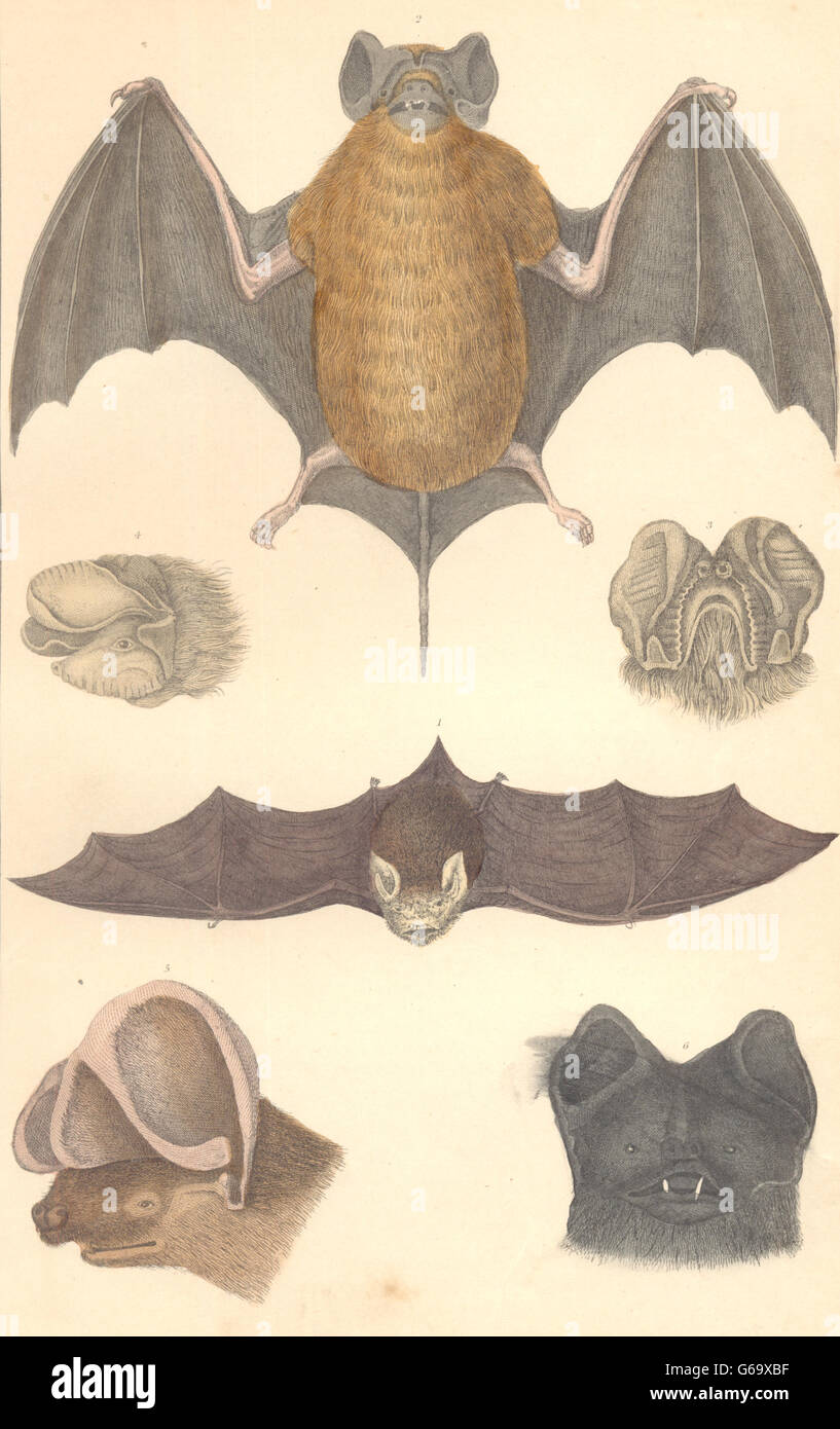 I Pipistrelli: Cayenne Bat; incisione-eared; esili; Rufous. GOLDSMITH., antica stampa 1870 Foto Stock