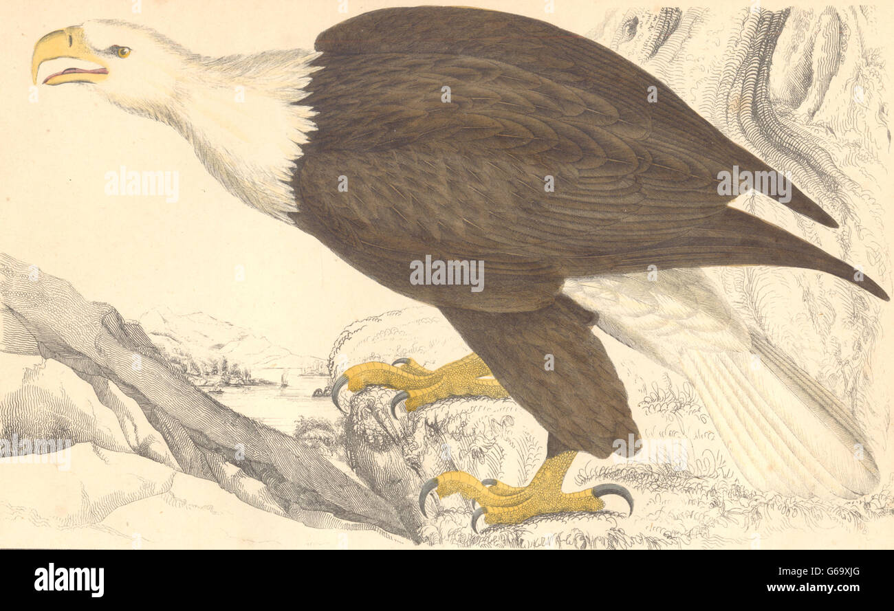 Uccelli: Bianco-headed Eagle. GOLDSMITH. Colorati a mano, antica stampa 1870 Foto Stock