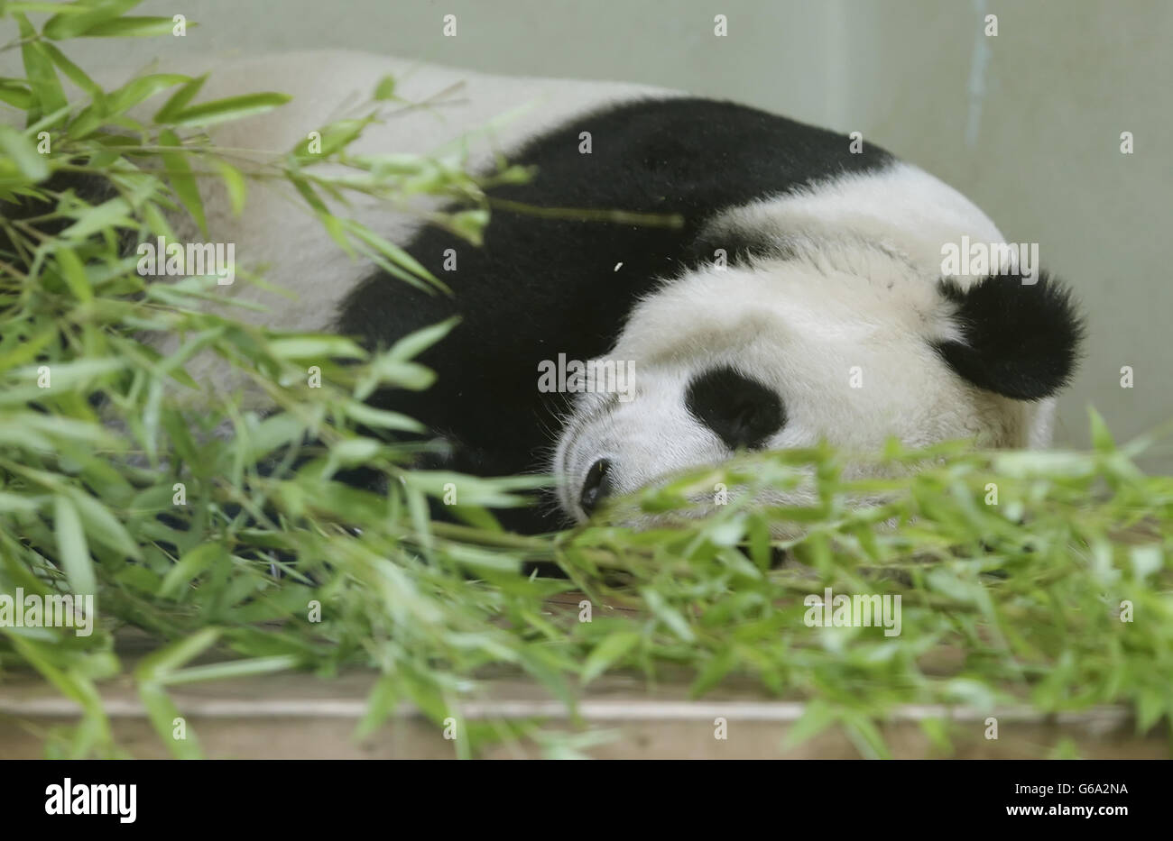 Donna gigante panda Tian Tian nel suo recinto allo Zoo di Edimburgo. I custodi dello zoo credono che Tian Tian possa essere incinta. Foto Stock