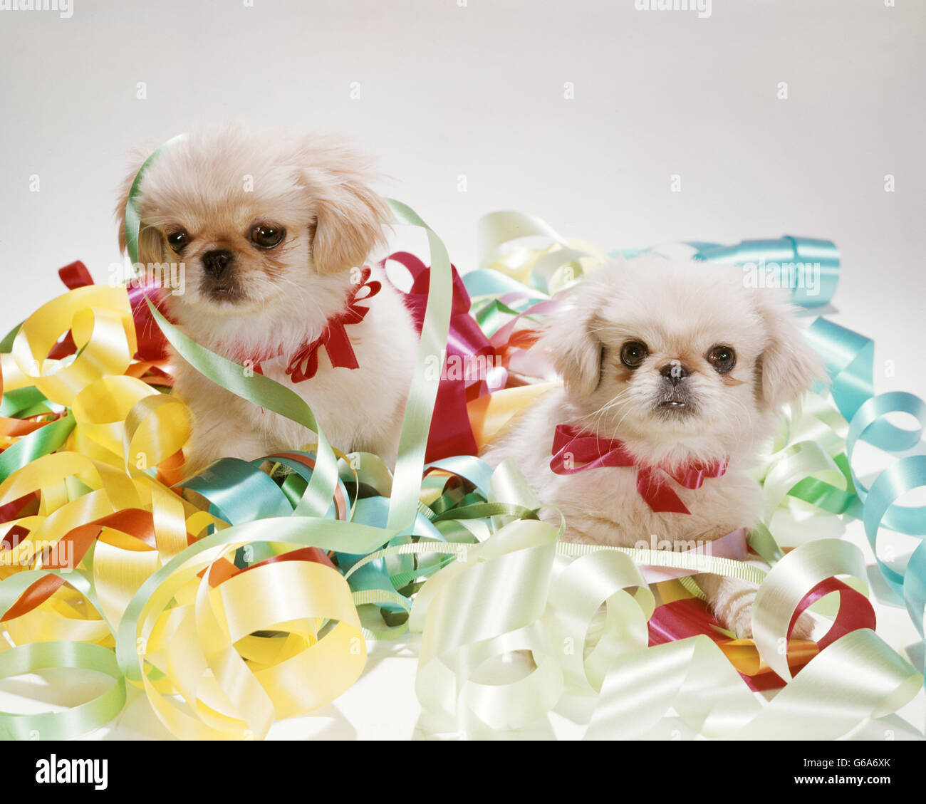 Due adorabili cuccioli PEKINESE SEDUTO AL CENTRO DELLA PILA DI NASTRO Foto Stock