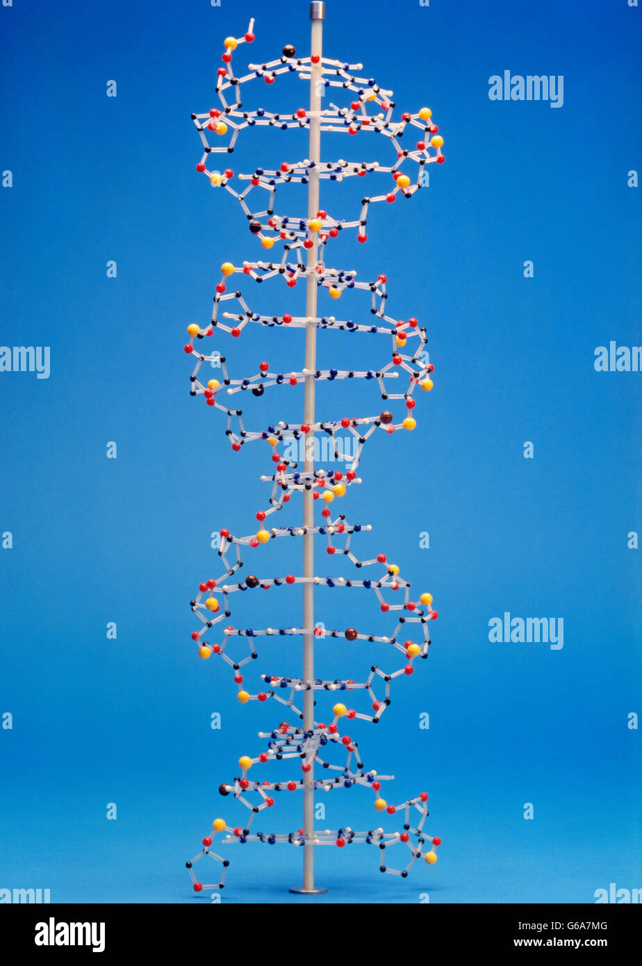 Modello della molecola di DNA Foto Stock