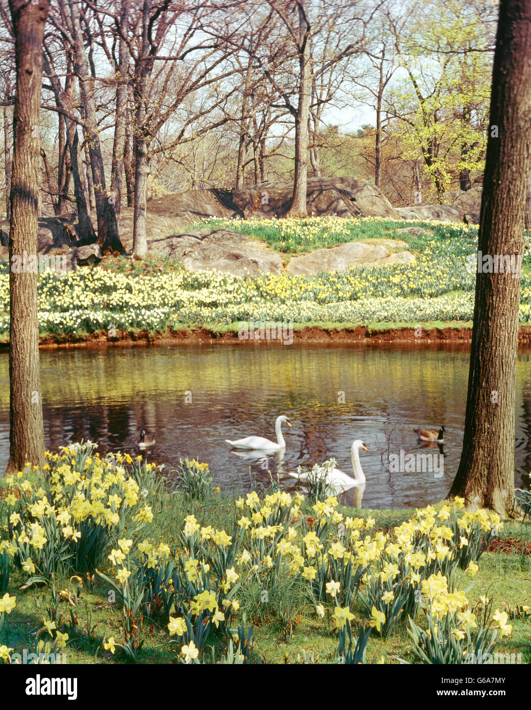 Due cigni e diversi Oche del Canada il nuoto in stagno circondato dalla fioritura in primavera i narcisi Foto Stock