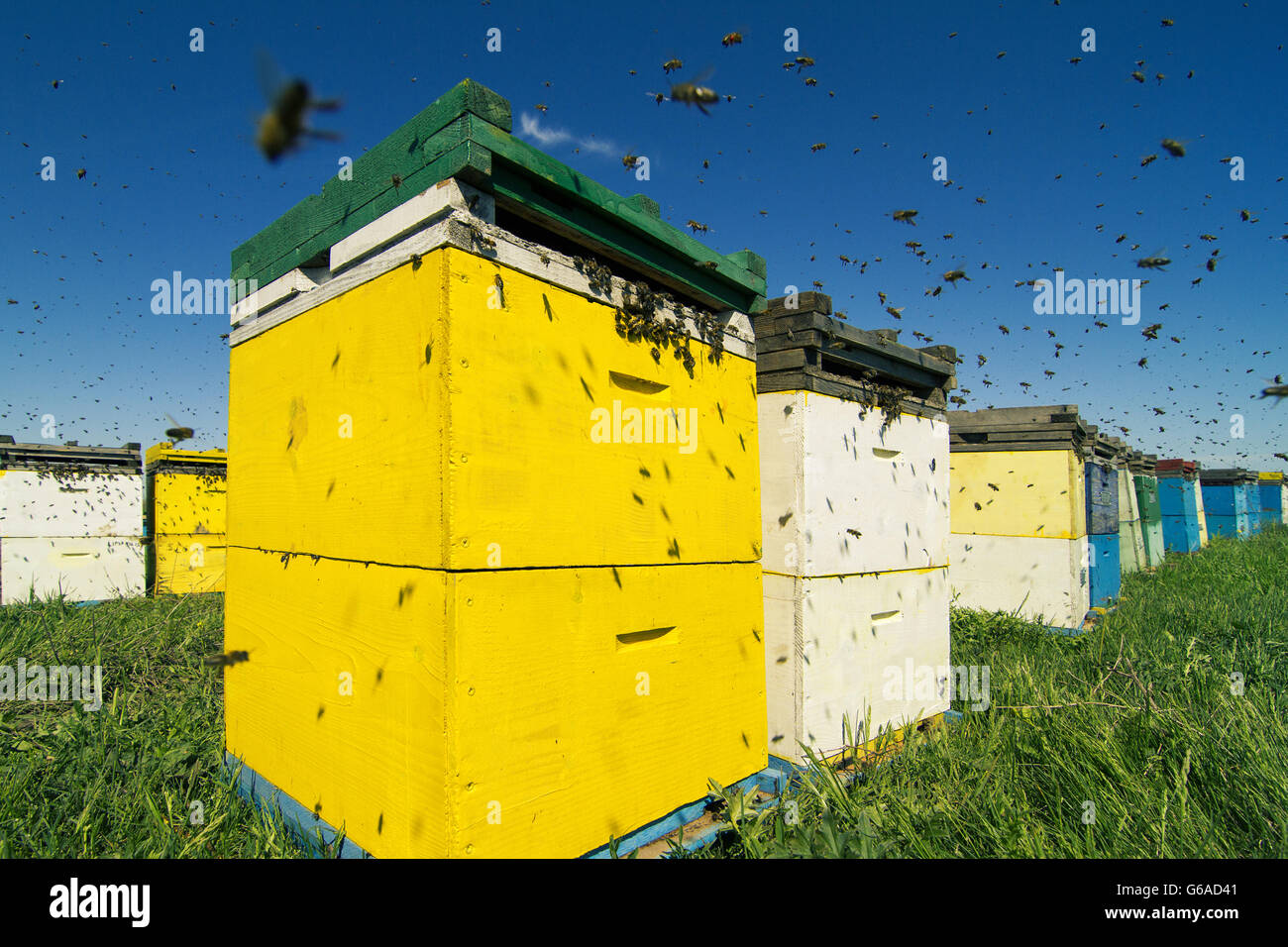 Orizzontale vista anteriore di una fila di arnie colorate allineate in un campo con api sciamare intorno Foto Stock