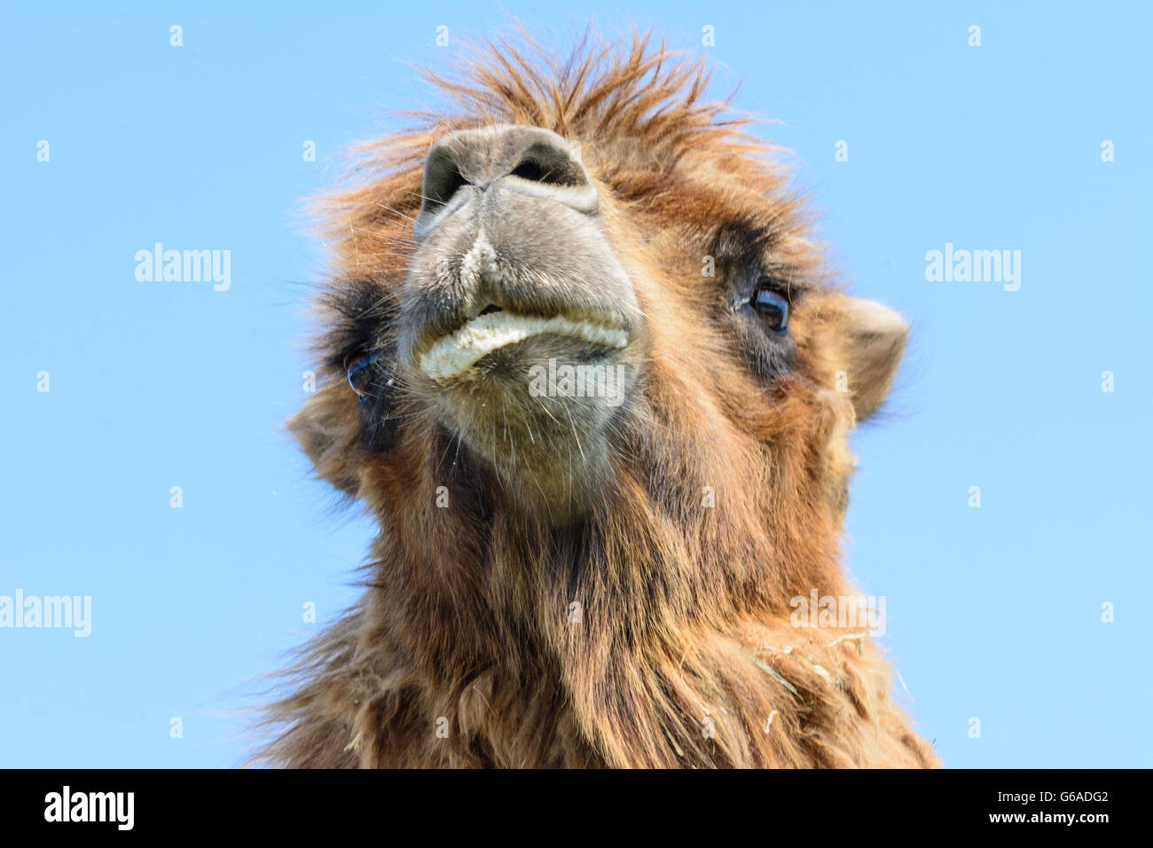 Schloss Hof : maschio Bactrian camel ( Camelus ferus ) con moulting con schiuma in bocca, Engelhartstetten, Austria, Niederöster Foto Stock