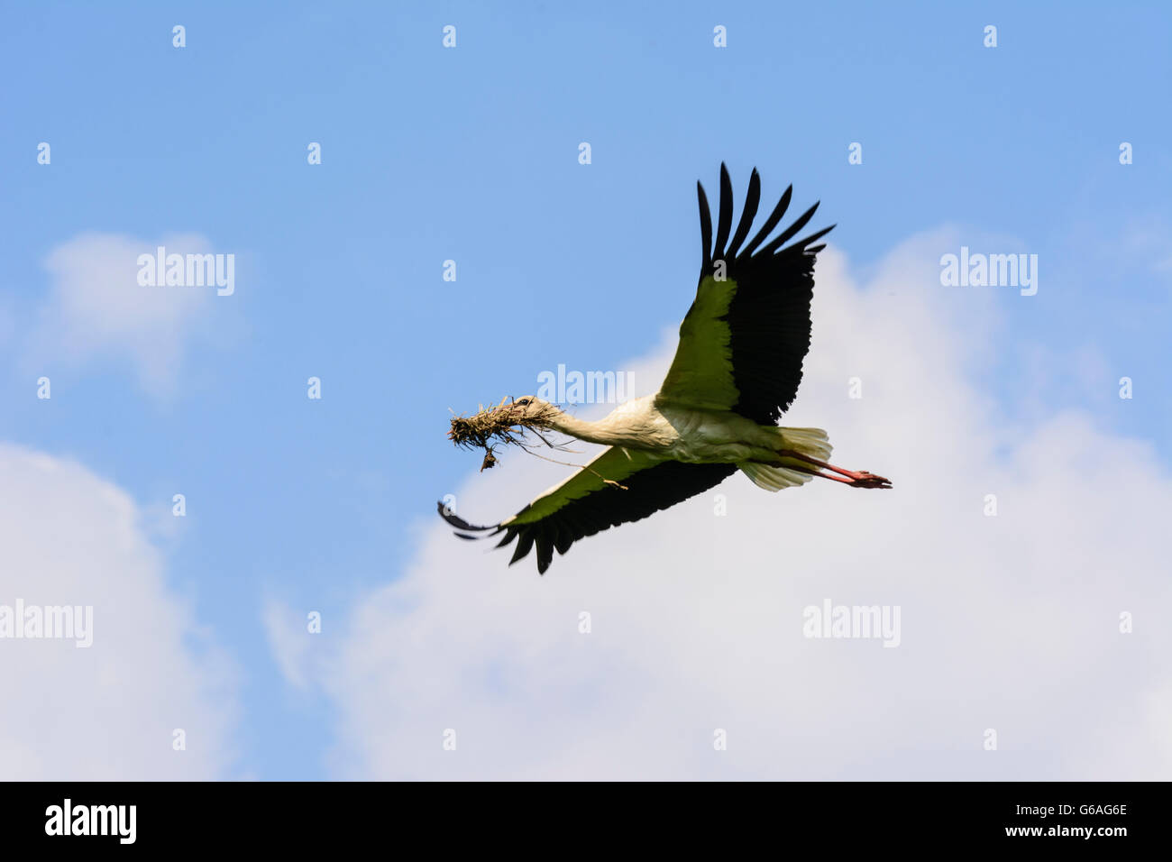 Cicogna bianca ( Ciconia ciconia ) con materiale di nidificazione, Marchegg, Austria, Niederösterreich, Bassa Austria, Marchfeld Foto Stock