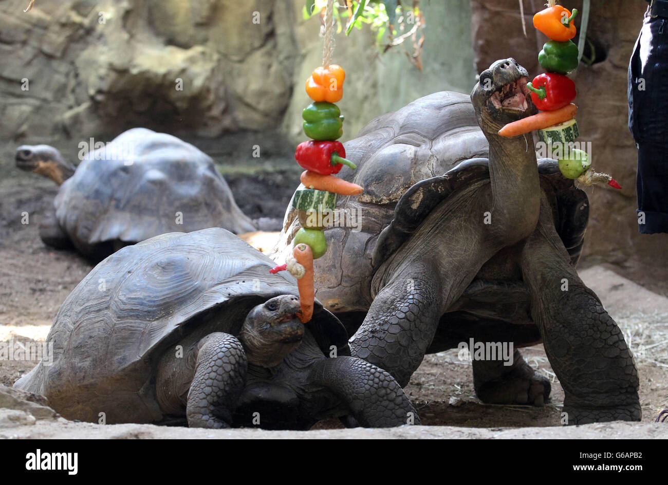 L-R Dolly e Dirk, le tartarughe Galapagos vengono nutrite di frutta e verdura penzolate di fronte a loro come un modo divertente di essere nutriti, allo Zoo di Londra. Foto Stock