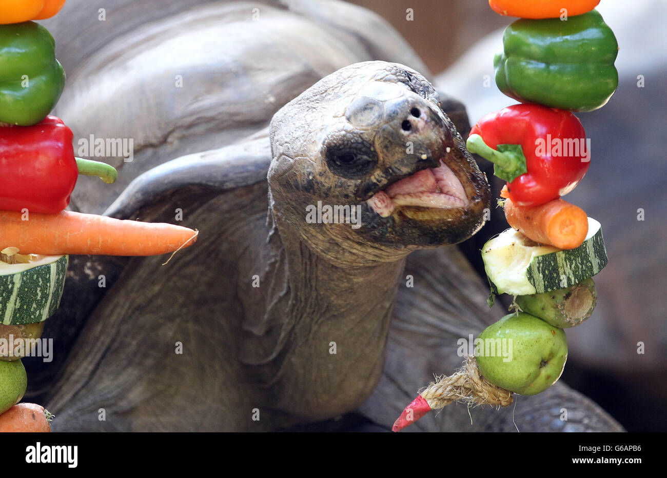 Dirk, la tartaruga Galapagos che viene nutrita frutta e verdura penzolava di fronte a loro come un modo divertente di essere nutrita, allo Zoo di Londra. Foto Stock
