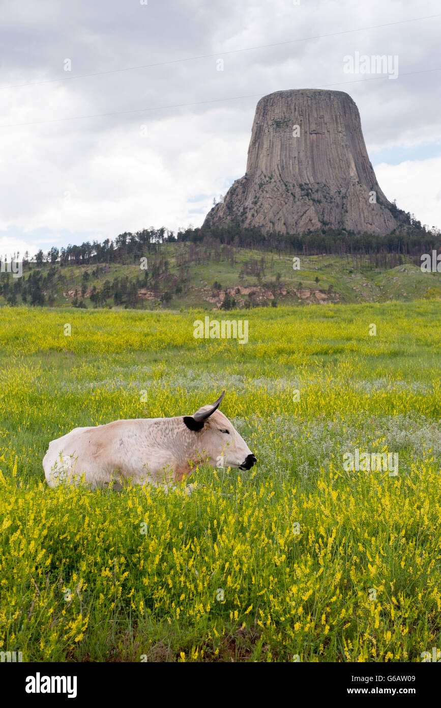 Bull sdraiato in pascolo vicino Devils Tower National Monument, Wyoming USA Foto Stock