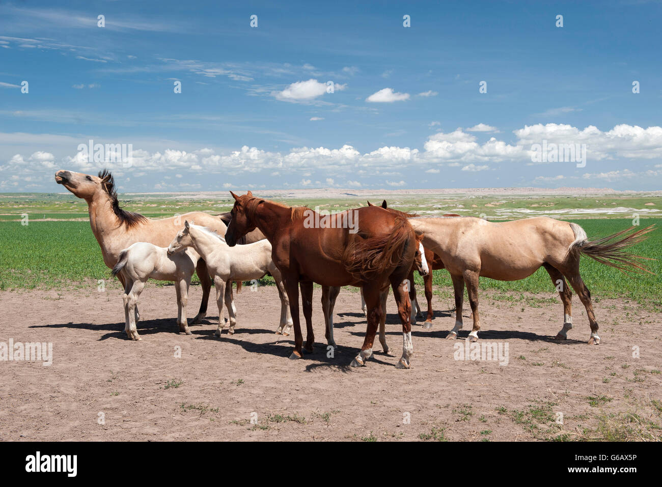 Cavalli selvaggi nel Parco nazionale Badlands, Dakota del Sud, STATI UNITI D'AMERICA Foto Stock
