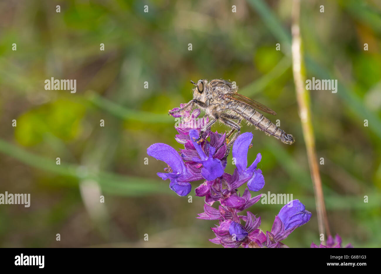 Assassin volare udienza del selvaggio fiore di salvia Foto Stock