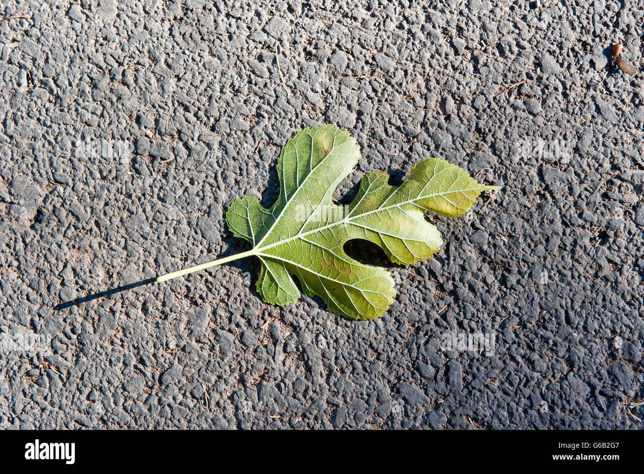 Foglia di Fico caduti a terra Foto Stock