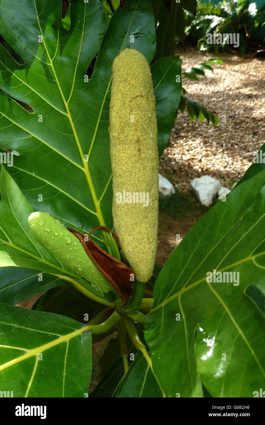 Vegetazione tropicale dopo la pioggia. verde profondo il fogliame fresco. Questo tipo di fogliame è tipico di tutta l'isola Foto Stock