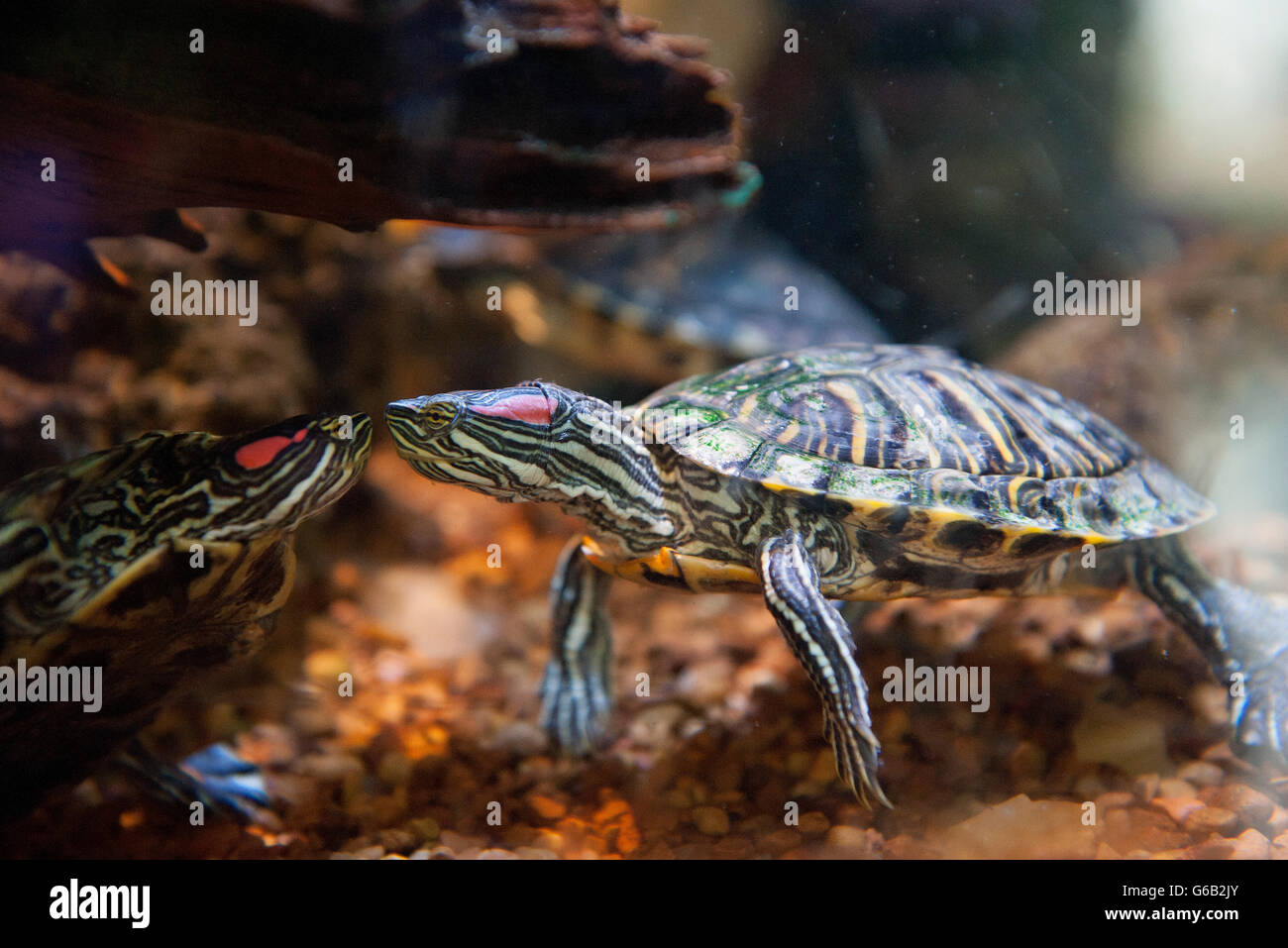 Rosso-eared slider tartarughe (Trachemys scripta elegans) Foto Stock