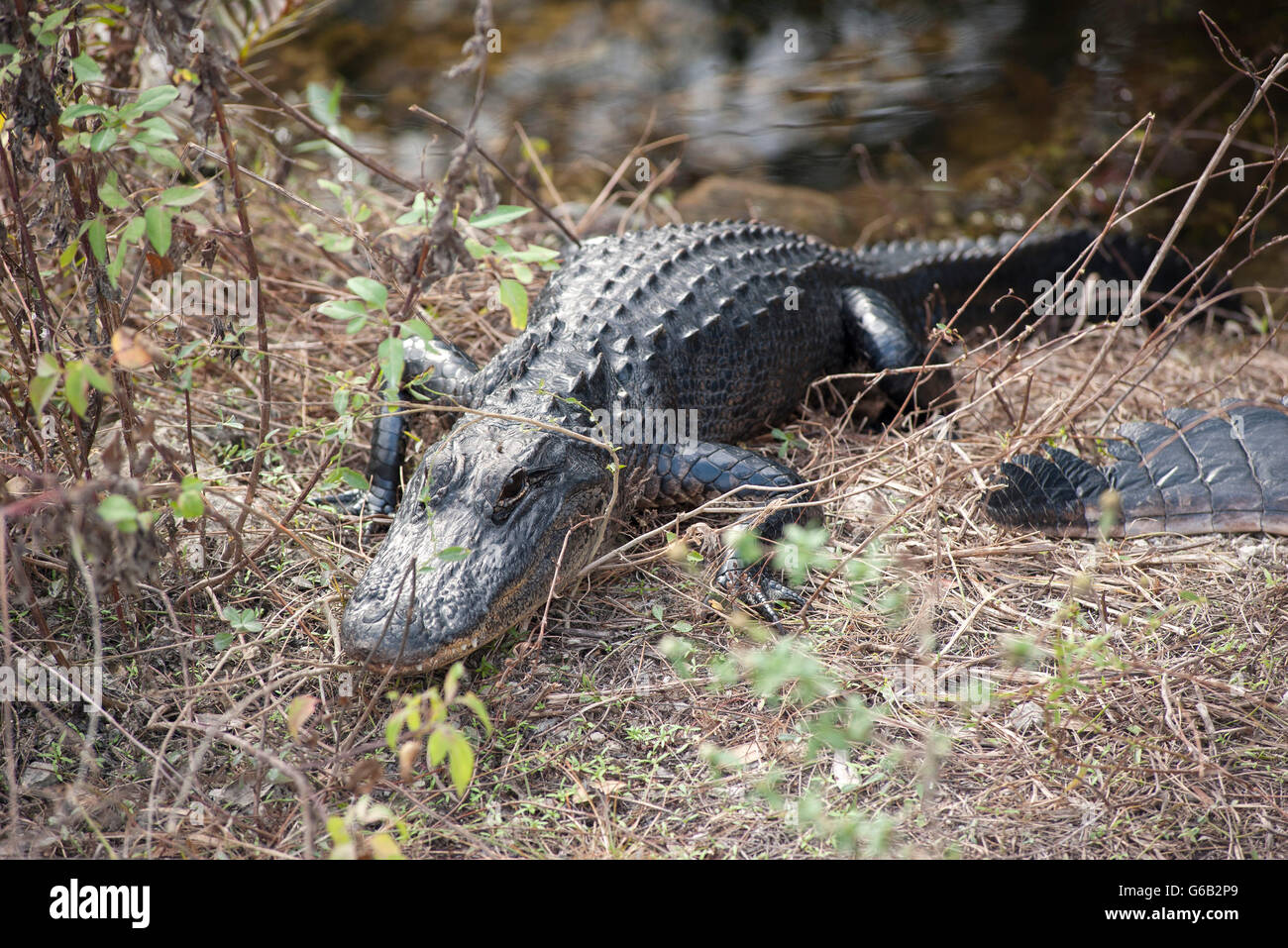 Alligatore in Everglades National Park, Florida, Stati Uniti d'America Foto Stock