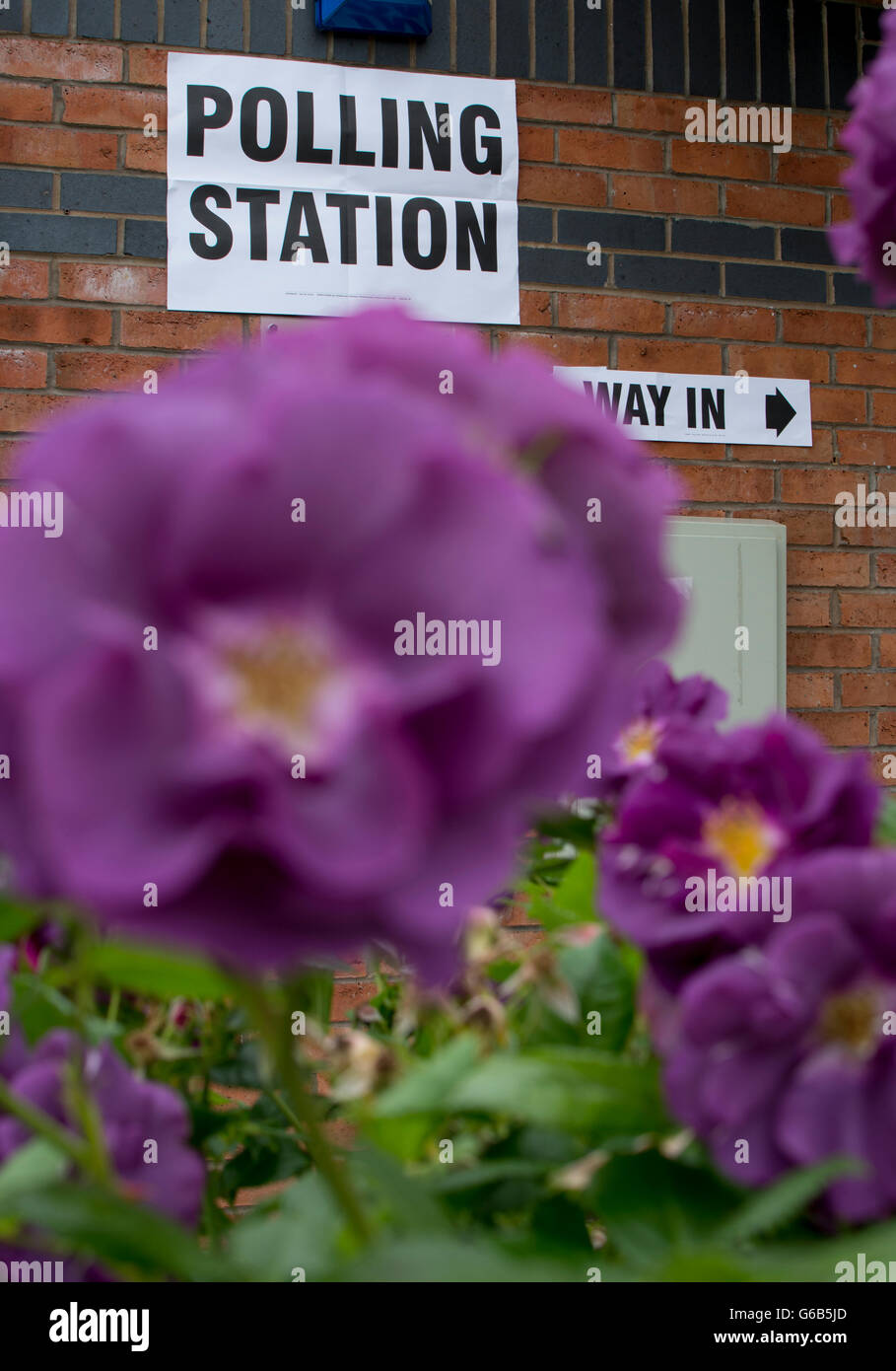 Hatton Park, vicino a Warwick, Warwickshire, Inghilterra, Regno Unito. Il 23 giugno, 2016. La fioritura delle rose al di fuori dell'UE Referendum stazione di polling a Hatton Park Village Hall nel Warwickshire. Credito: Colin Underhill/Alamy Live News Foto Stock