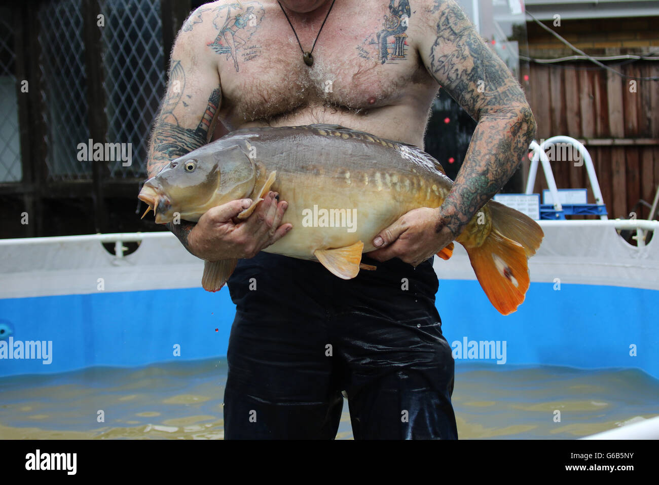 Heybridge, Essex REGNO UNITO. Il 23 giugno 2016. Heavy Rain ha portato le inondazioni per l'area di Maldon Essex. Molte strade sono inondate e proprietà sono a rischio. Heybridge resident Gary Jackson salvato questo enorme carp in alluvioni nella sua proprietà. Egli è mantenendolo al sicuro in una piscinetta per bambini fino a quando l'acqua prosciugata e poi rilasciarlo. Credito: David Johnson/Alamy Live News Foto Stock