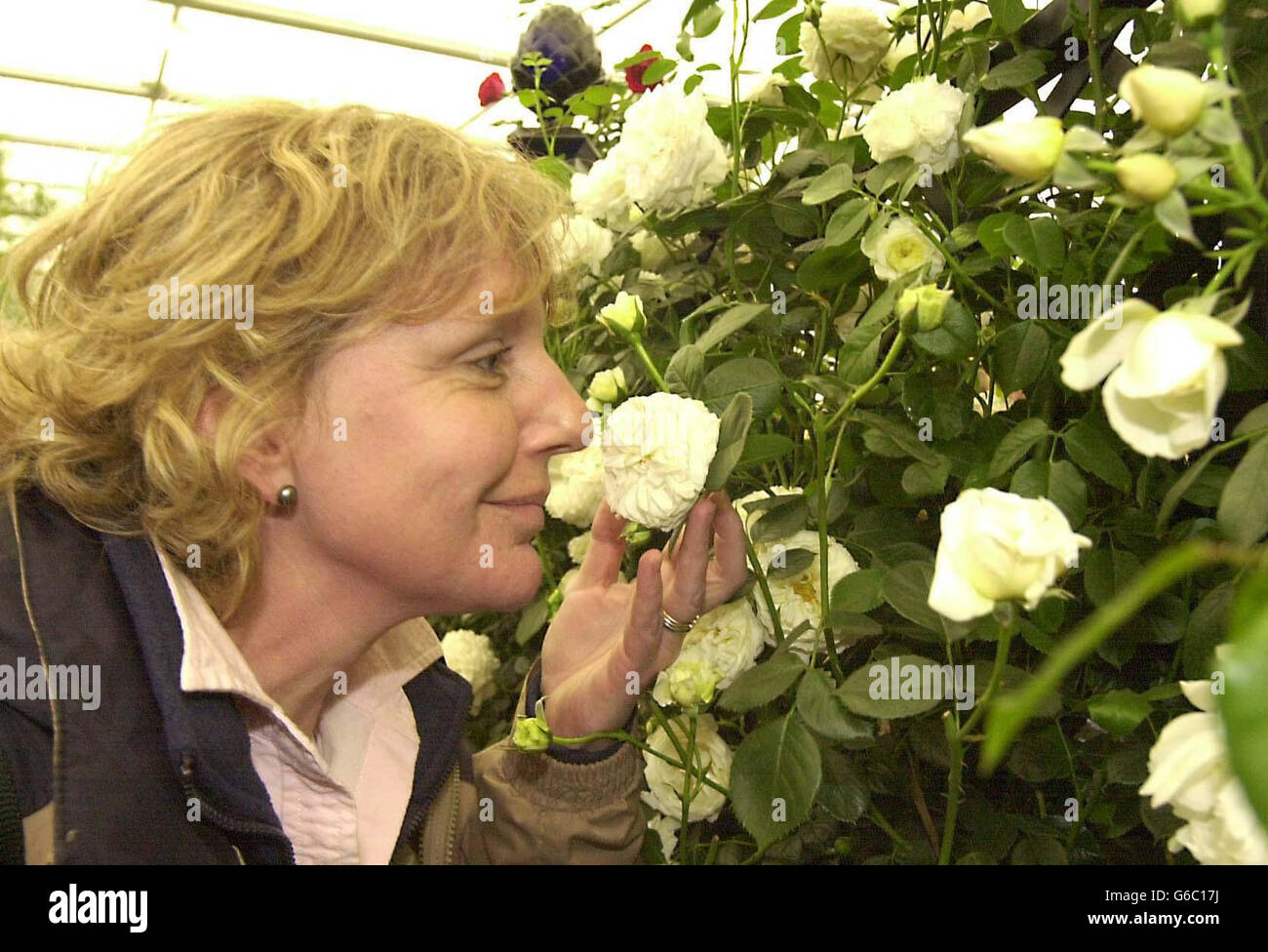 Ammirazione per 'Clarence House', una delle rose sullo stand di Peter Beales Roses, da Attleborough, Norfolk, al Chelsea Flower Show. Foto Stock