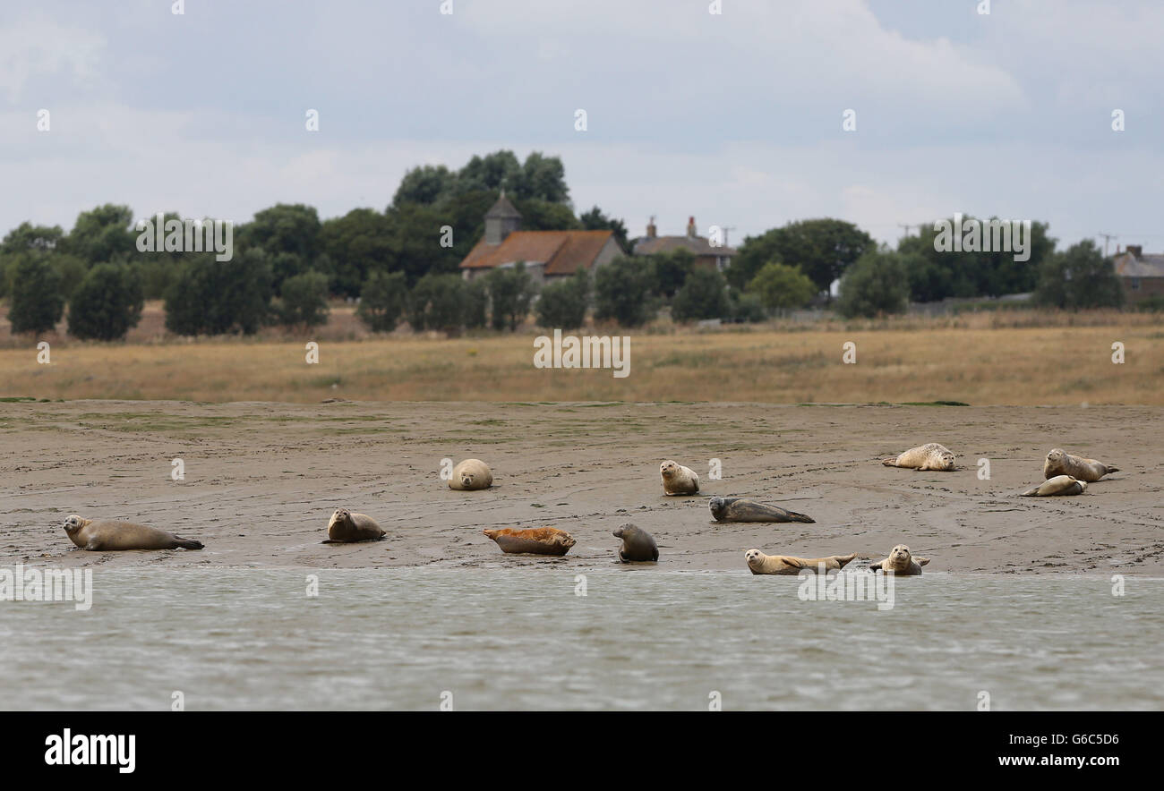 Un gruppo di foche portuali vicino a Whitstable, Kent, come la Zoological Society di Londra svolgere il primo conteggio in assoluto da aria, terra e mare di foche grigie e porto lungo il Tamigi e che si estende l'estuario fino a Tilbury. Foto Stock