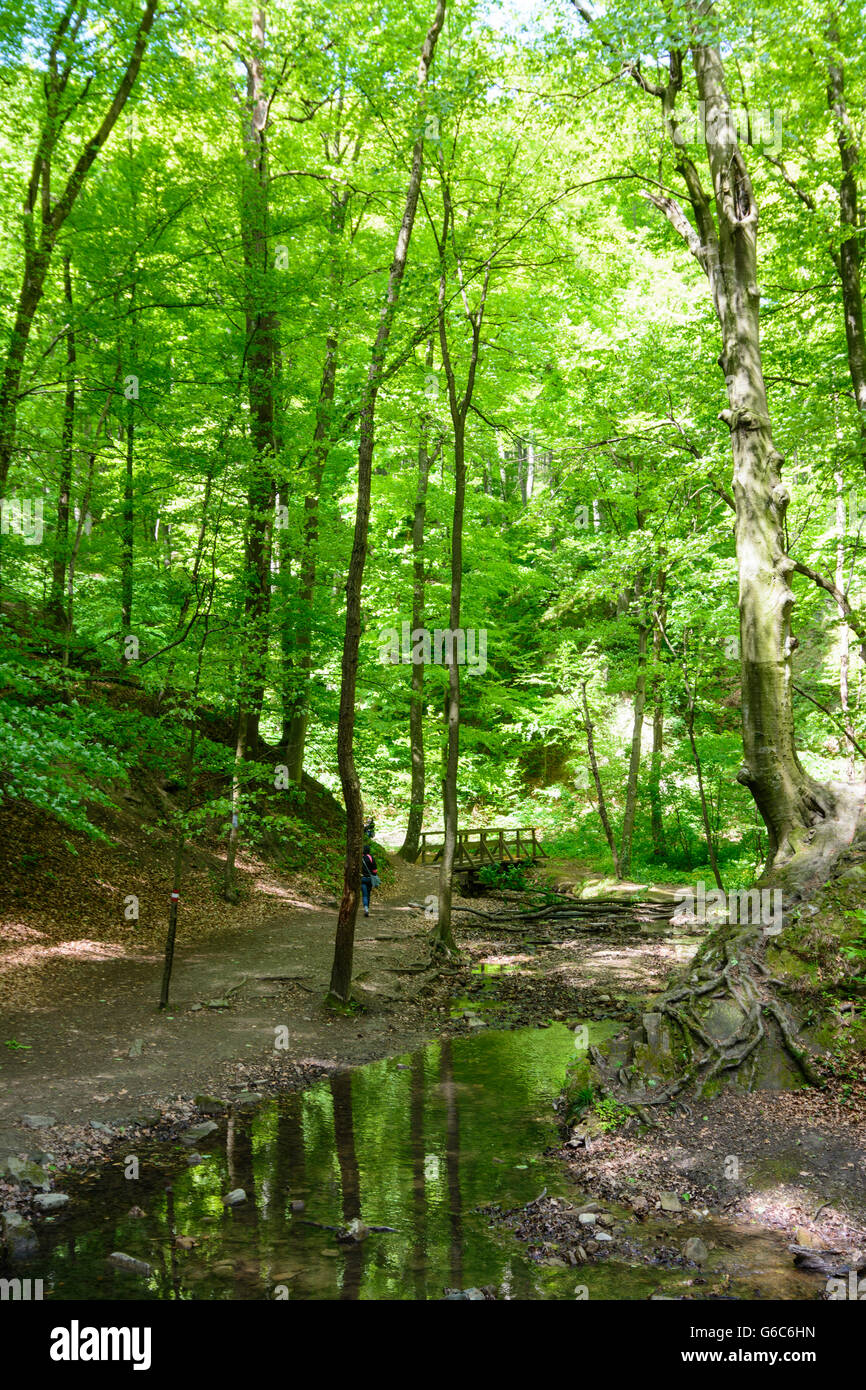 Gorge Hagenbachklamm nel parco naturale di Oak Grove nel bosco di Vienna Riserva della Biosfera, San Andrä-Wördern, Austria, Niederöster Foto Stock
