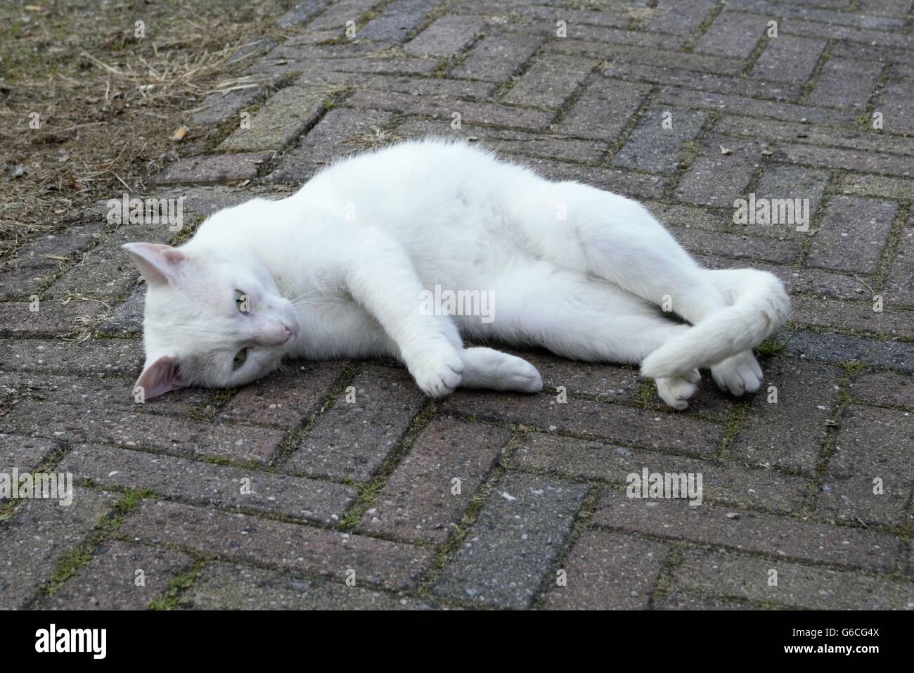 Bianco Gatto sdraiato sul pavimento Foto Stock