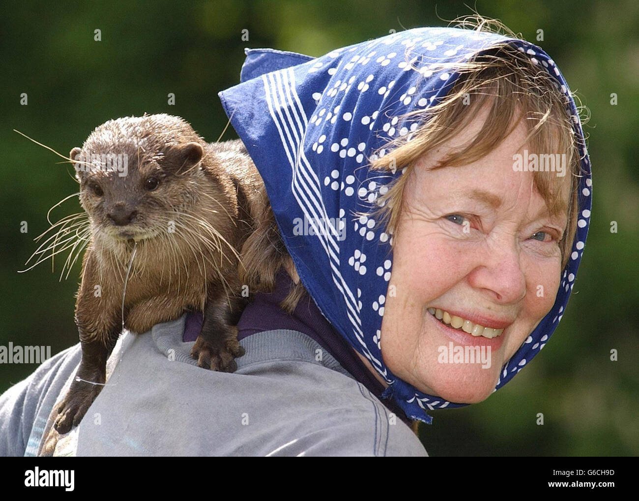 Daphne Neville con la sua lontra Belinda, a Cholsey, Oxfordshire. Secondo un rapporto, le lontre tornano nella terra in cui una volta erano spinte da quasi 50 anni fa. Essa dimostra che le lontre di area in cui vivono oggi sono aumentate di cinque volte (527%) negli ultimi 25 anni. Foto Stock