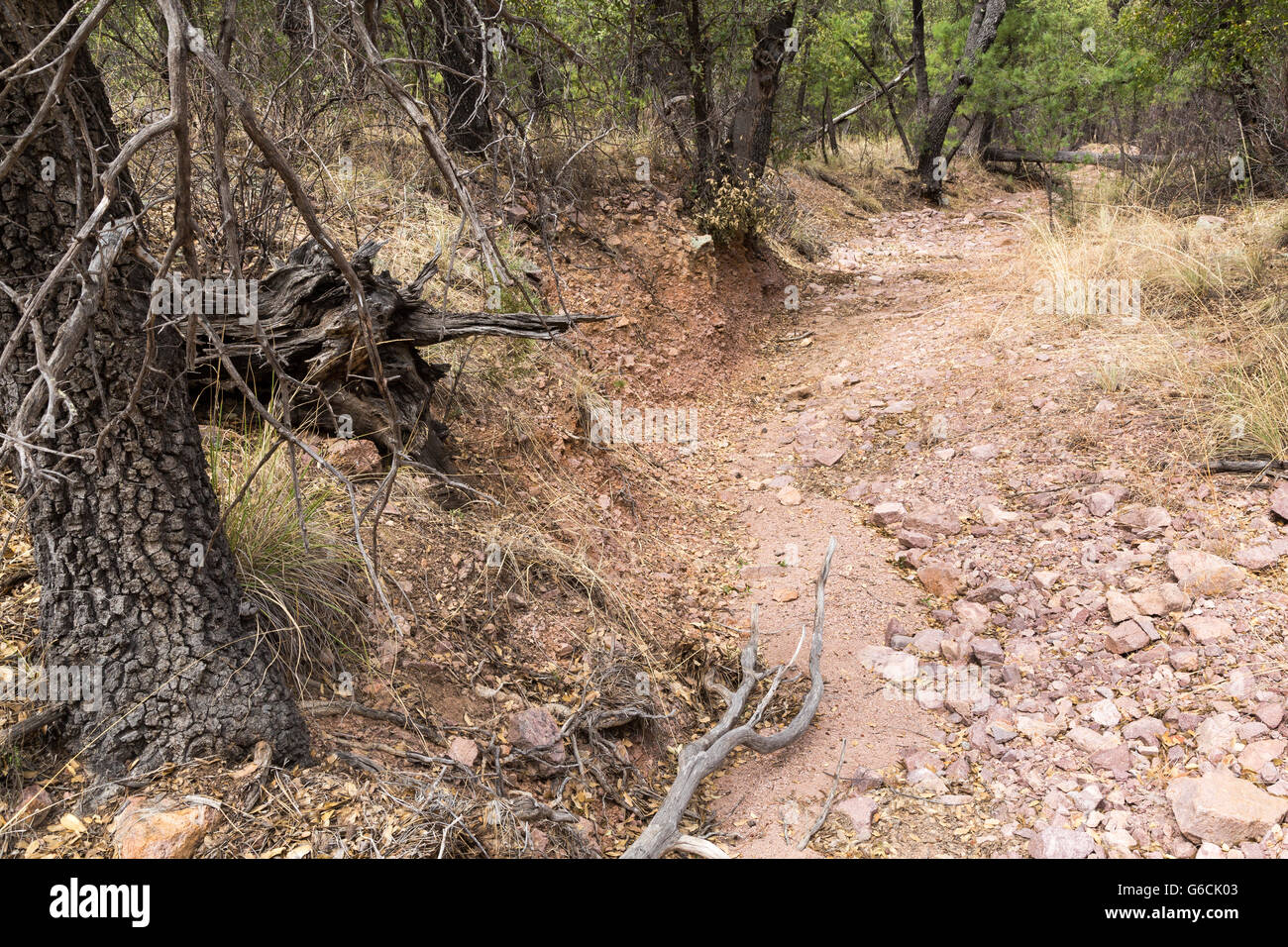 Un letto asciutto del torrente la piegatura in una foresta di alberi di quercia in Canelo Hills. Foresta Nazionale di Coronado, Arizona Foto Stock