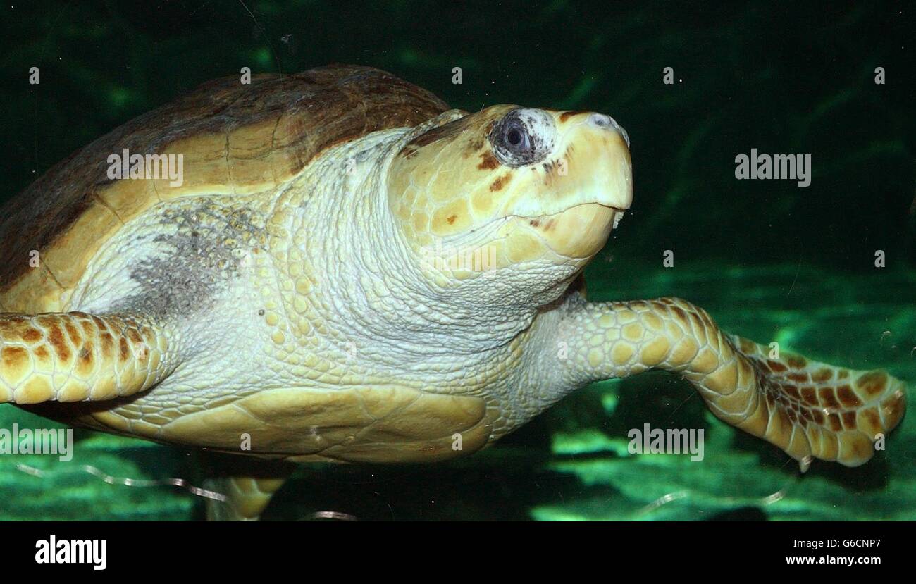 Bernard le Tourneur è riunito con una tartaruga Loggerhead che ha salvato da una spiaggia in Jersey, dopo che lo ha trovato bloccato in alghe più di 50 anni fa. Il sig. Le Tourneur, 71, *..ha detto che era come incontrare un vecchio amico mentre ha alimentato i pezzi di calamari della tartaruga di Loggerhead all'acquario più antico del paese, a Brighton. La riunione è giunta 53 anni dopo che il sig. Le Tourneur ha trovato la piccola tartaruga del bambino mentre raccoglieva le alghe con suo padre sulla spiaggia a Jersey per la fattoria di famiglia, il 19 1950 novembre. 30/06/2004: Il turismo minaccia di distruggere la più grande popolazione di tartarughe a testa di loggera del Foto Stock