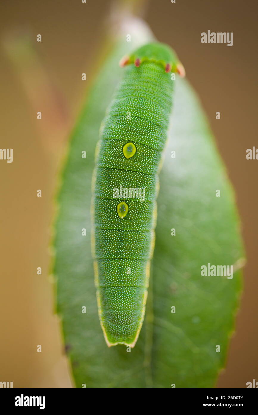 Foxy imperatore, caterpillar / (Charaxs jasius) Foto Stock