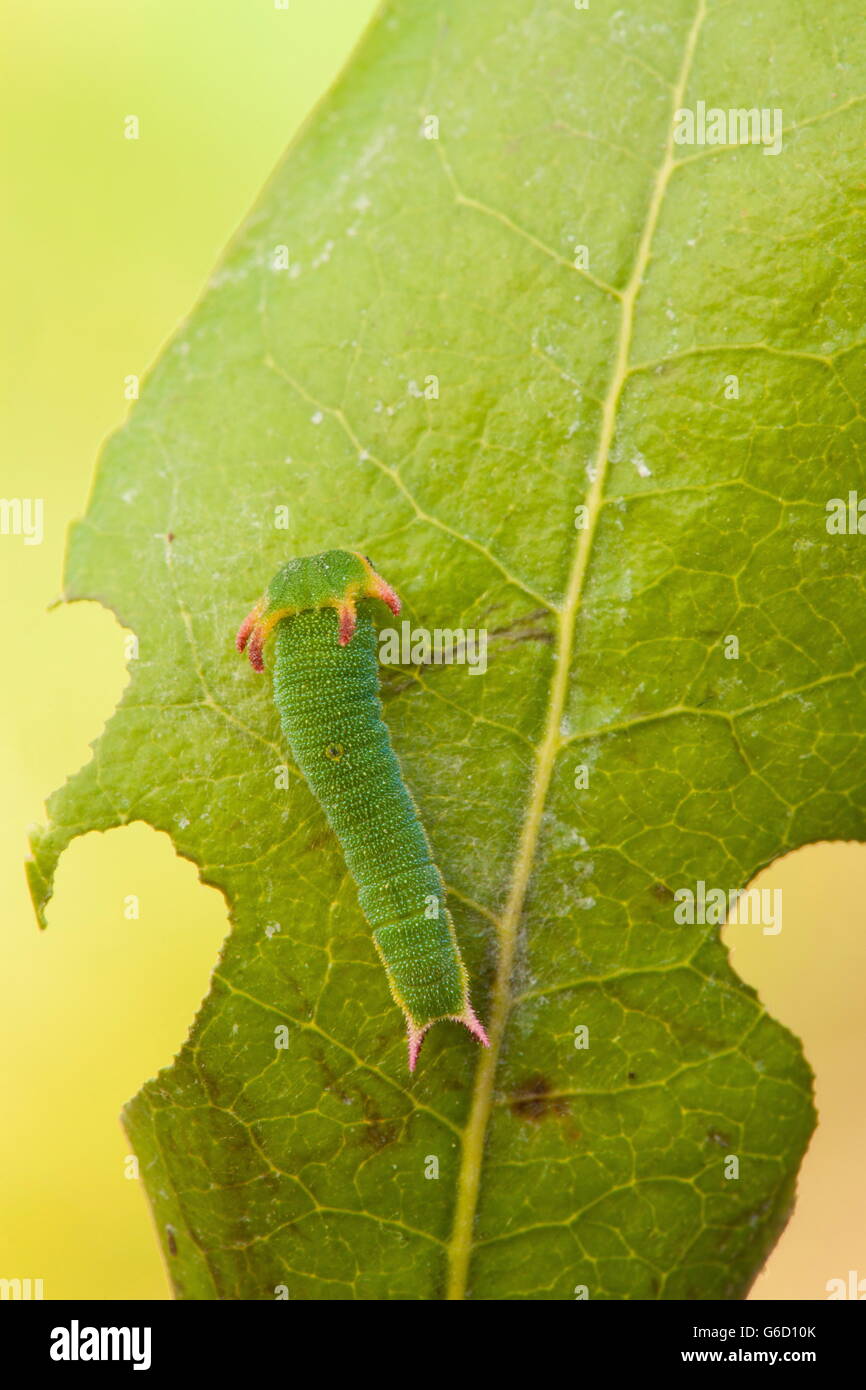 Foxy imperatore, caterpillar / (Charaxs jasius) Foto Stock