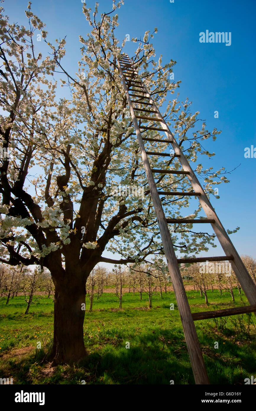 Il ciliegio, fioritura in primavera, Kaiserstuhl, Germania / (Prunus) Foto Stock