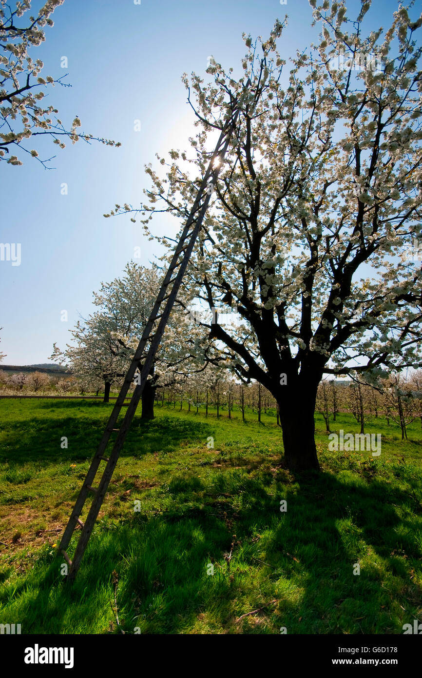 Il ciliegio, fioritura in primavera, Kaiserstuhl, Germania / (Prunus) Foto Stock