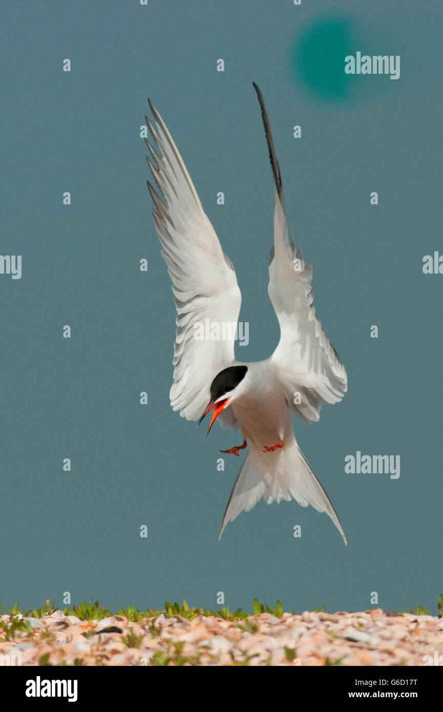 Common Tern, Texel, Paesi Bassi / (Sterna hirundo) Foto Stock