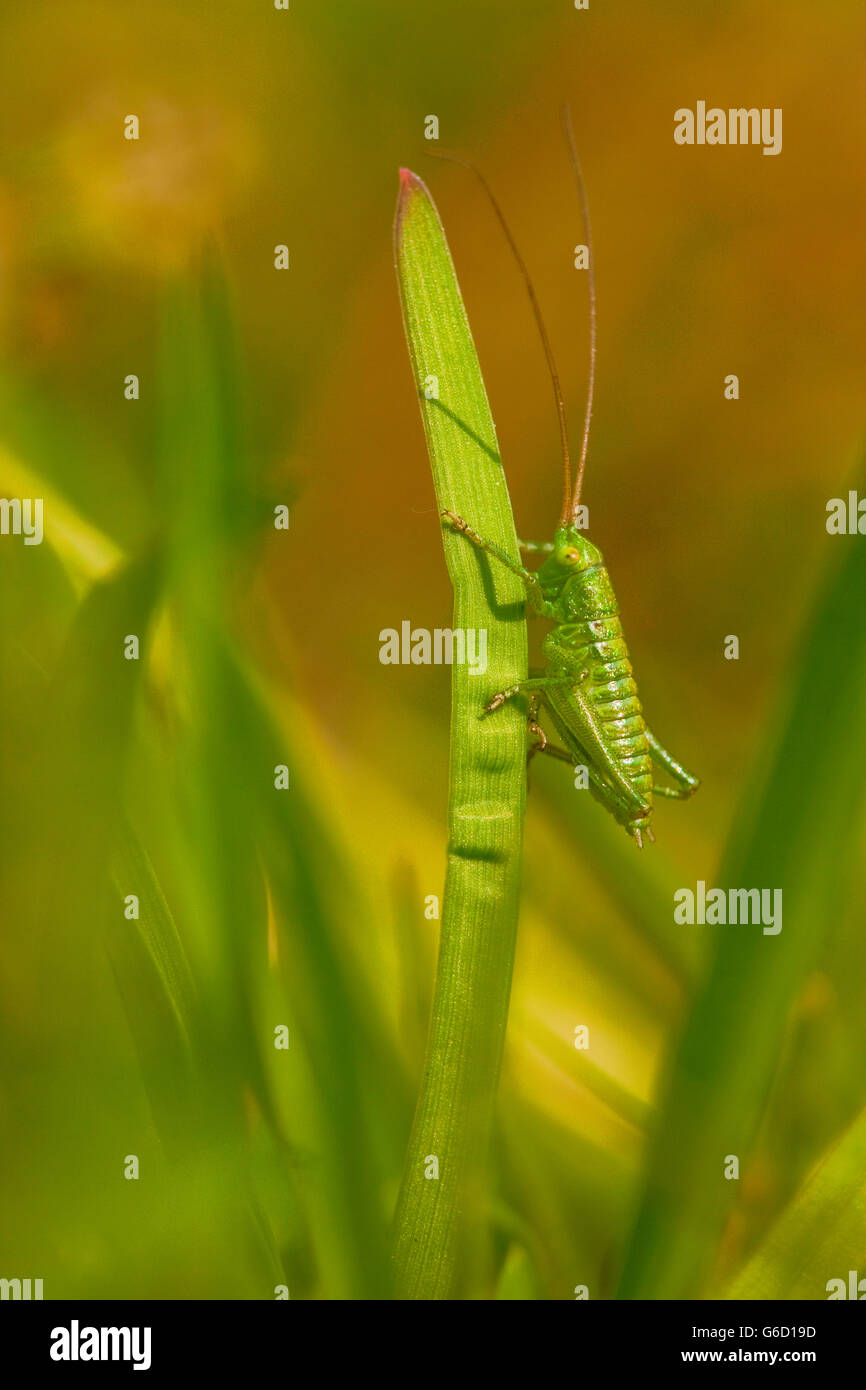 Grande Bush-Cricket verde, larva, Germania / (Tettigonia viridissima) Foto Stock