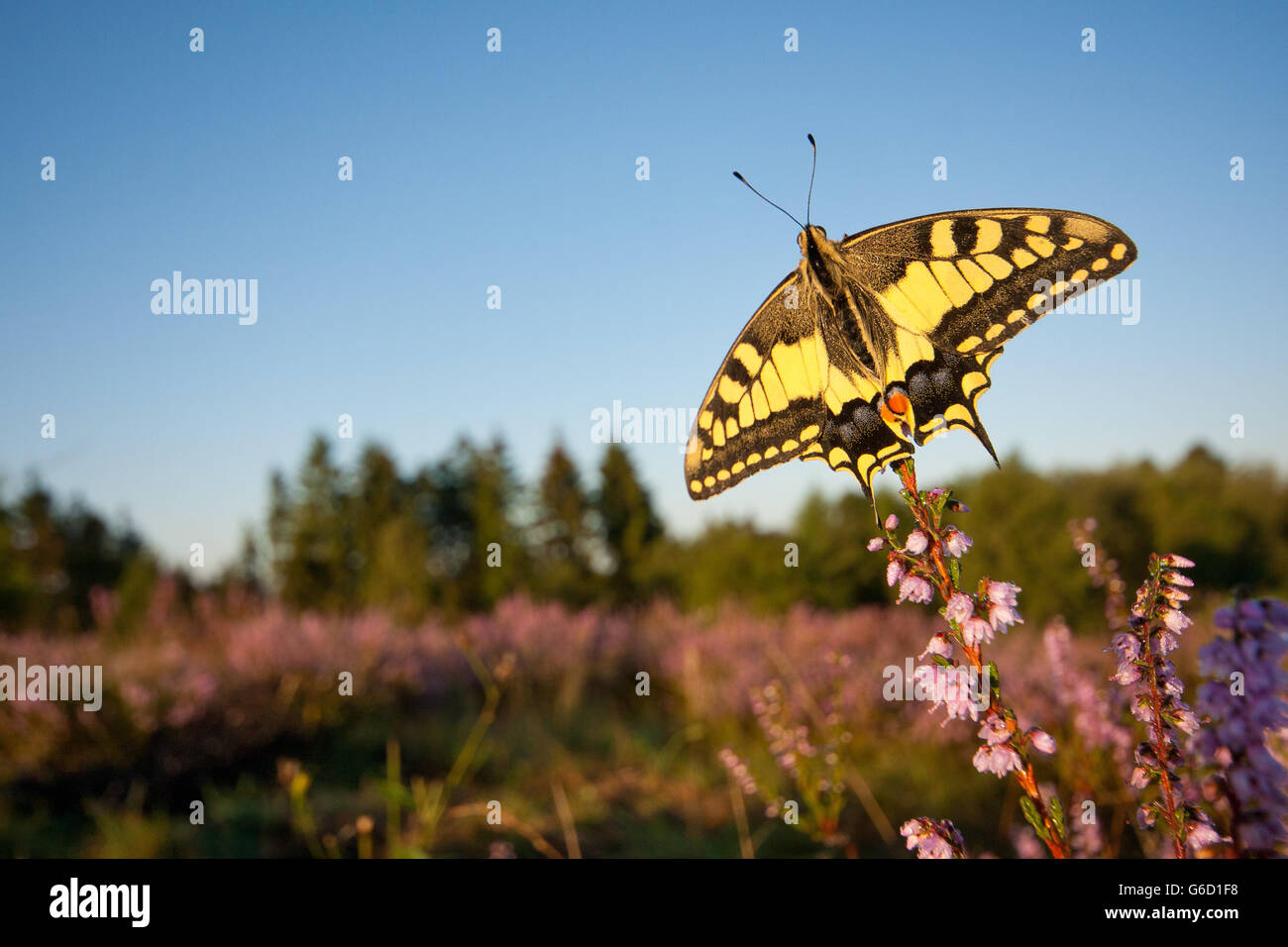 Il vecchio mondo a coda di rondine, in heather, Germania / (Papilio machaon) Foto Stock