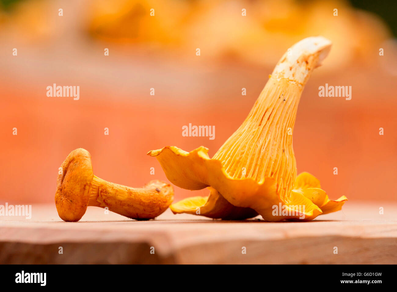 Golden chanterelle, raccolta funghi, Germania / (Cantharellus cibarius) Foto Stock