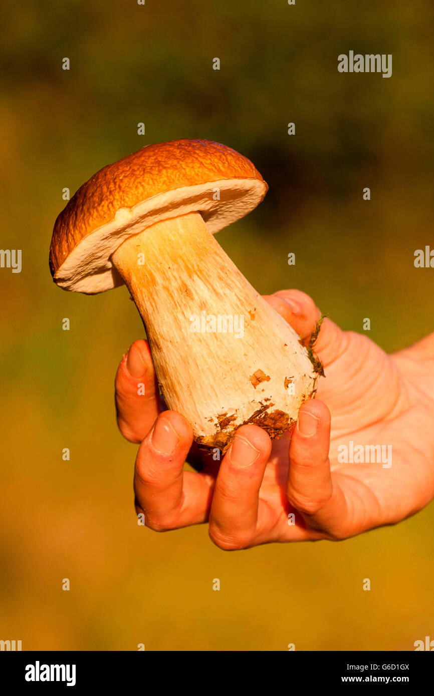 Penny bun, la raccolta di funghi, in parte, Germania / (Boletus edulis) Foto Stock