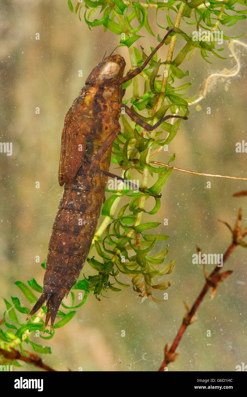 Southern hawker, larva, sotto l'acqua, Germania / (Aeshna cyanea) Foto Stock