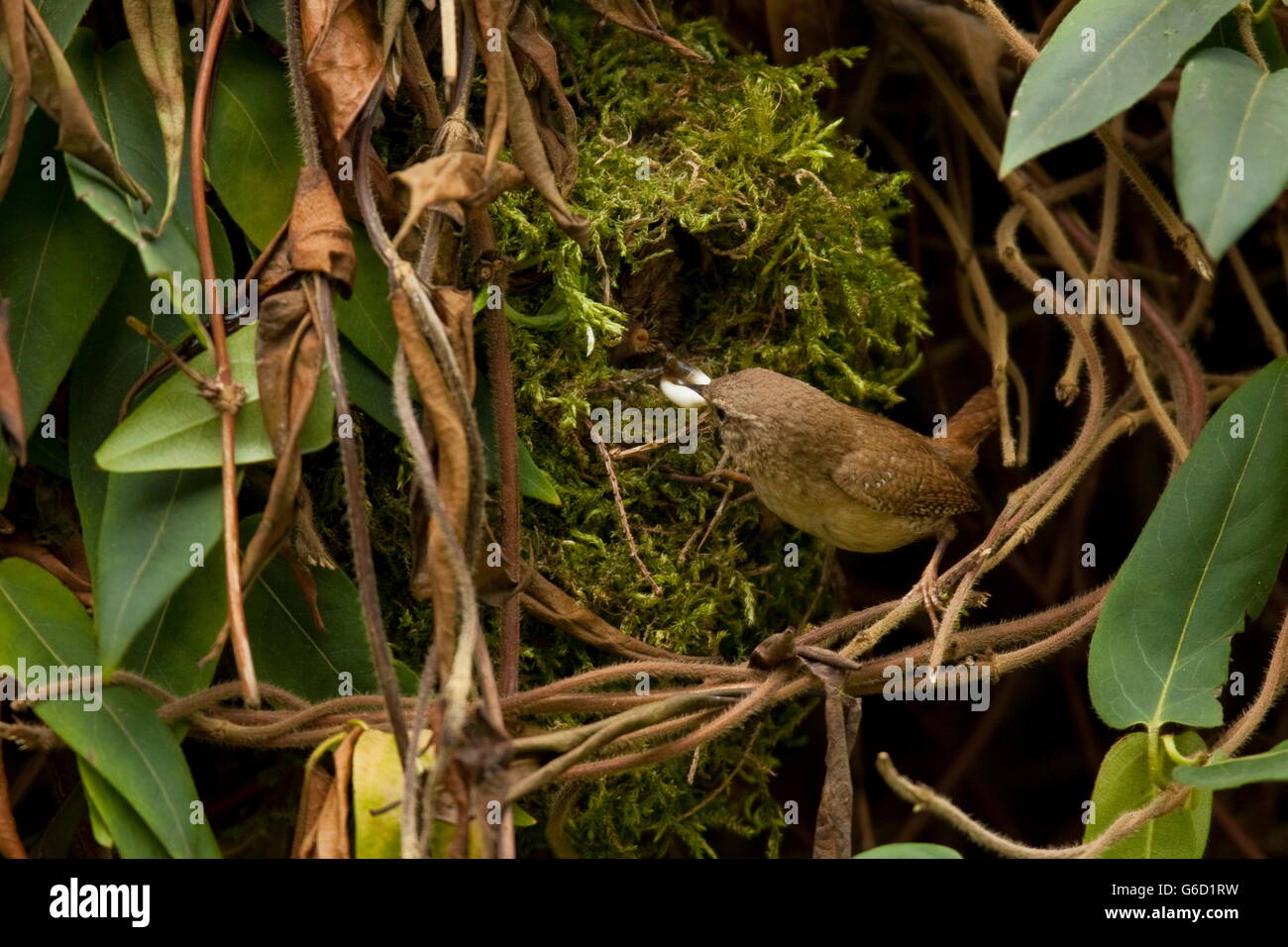 Eurasian wren, Bird's Nest, Germania / (Troglodytes troglodytes) Foto Stock