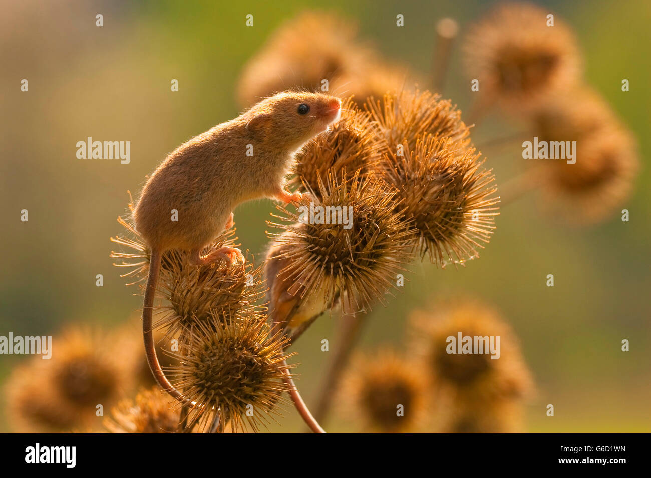 Harvest mouse, Germania / (Micromys minutus) Foto Stock