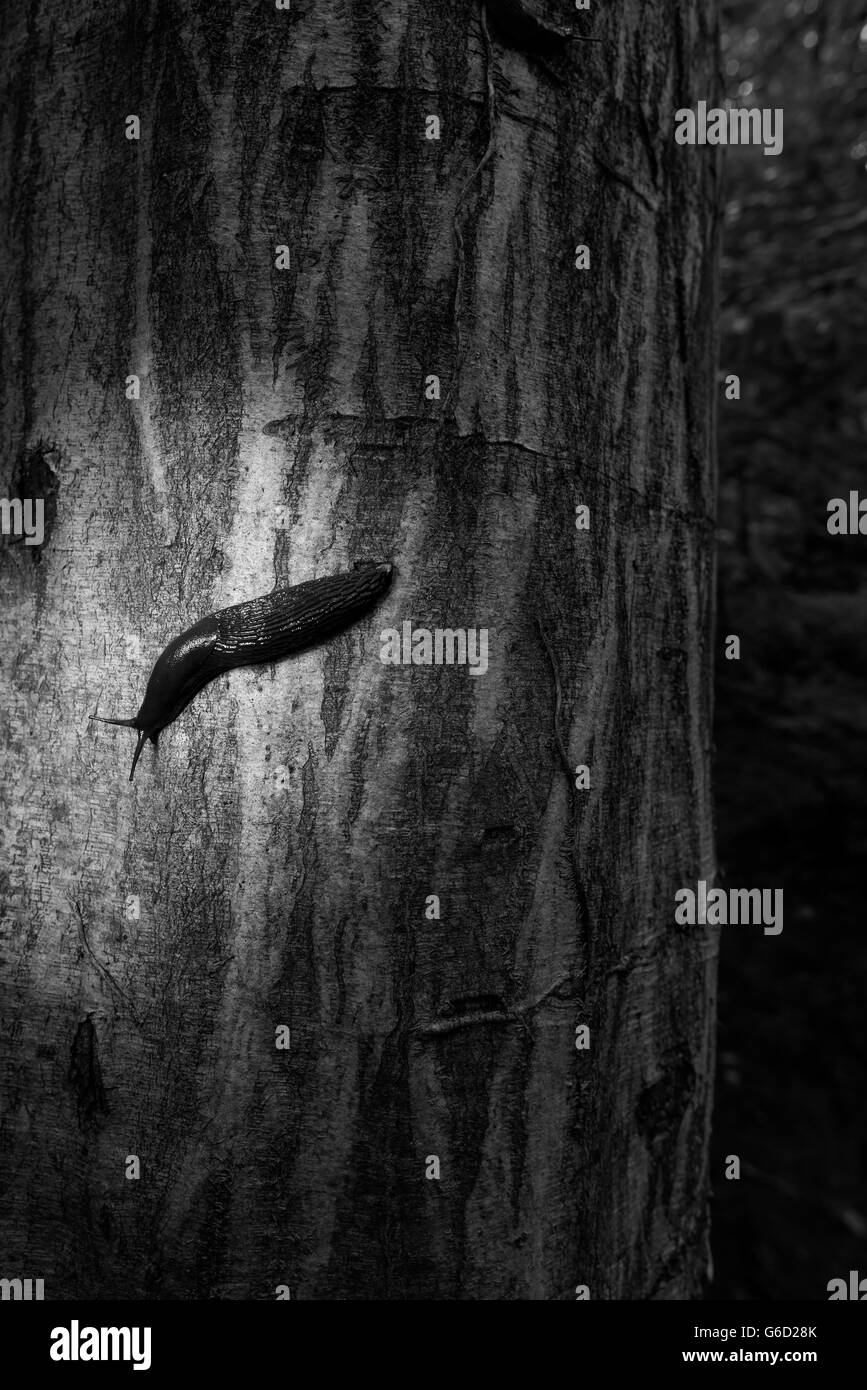 Limax cinereoniger su un tronco di albero Foto Stock