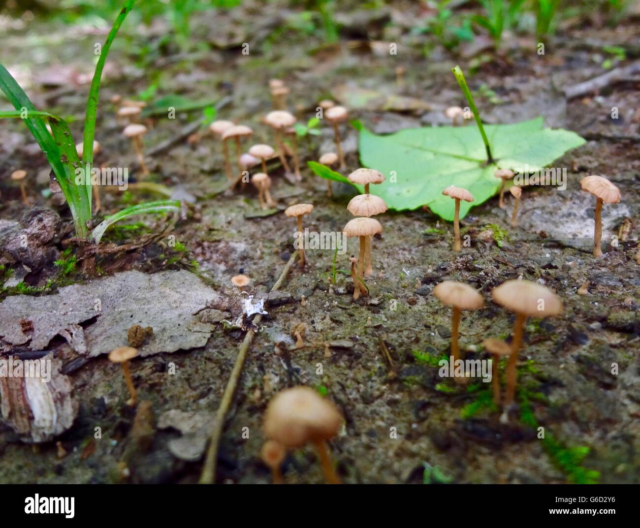 In prossimità di alcuni funghi marrone sul suolo della foresta. Foto Stock