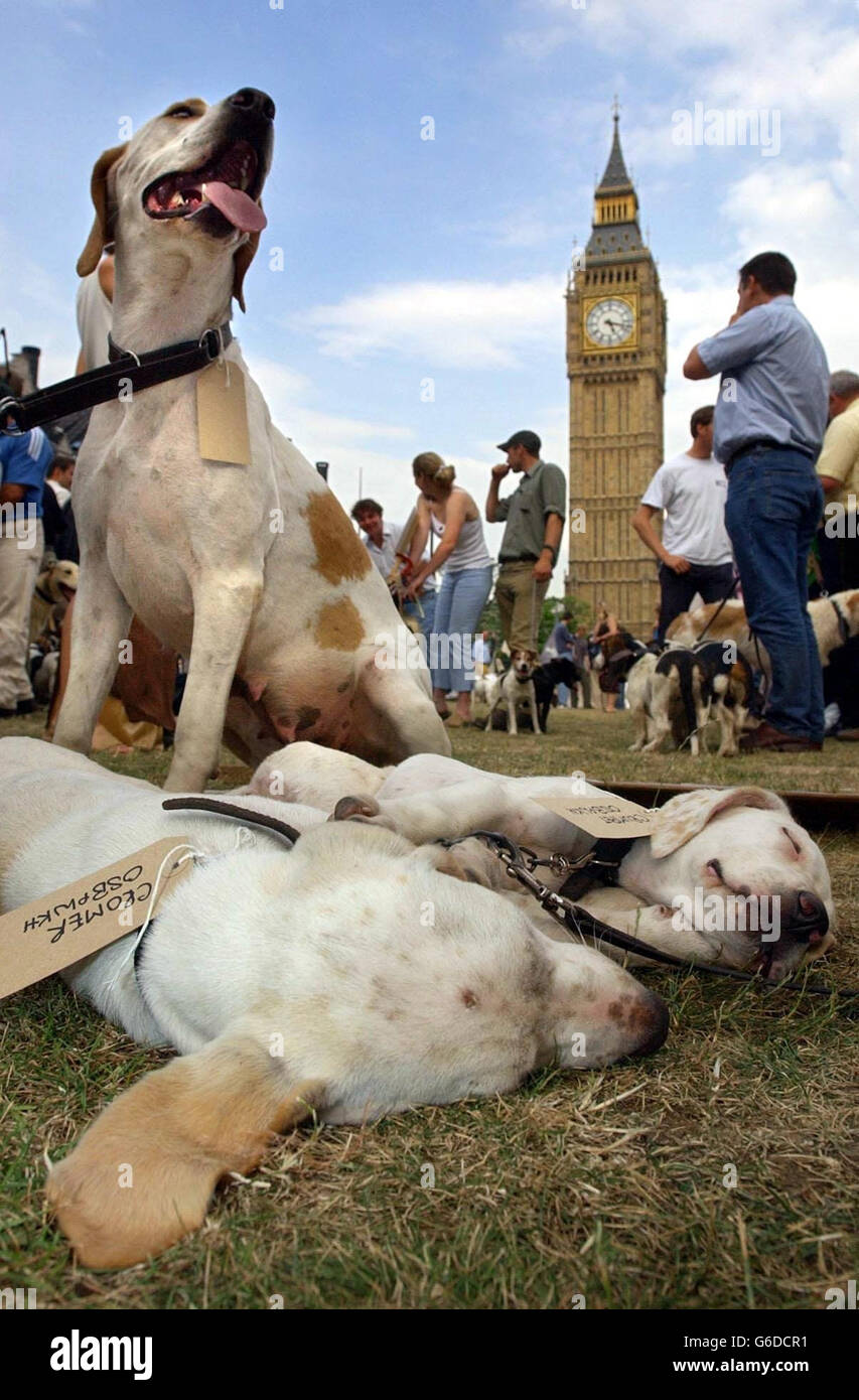 I cuccioli dormono mentre i loro proprietari si uniscono a centinaia di altri dimostranti a caccia al di fuori delle Houses of Parliament a Westminster, Londra. La Camera dei Comuni ascolterà la terza lettura della controversa legge di caccia del governo. Foto Stock