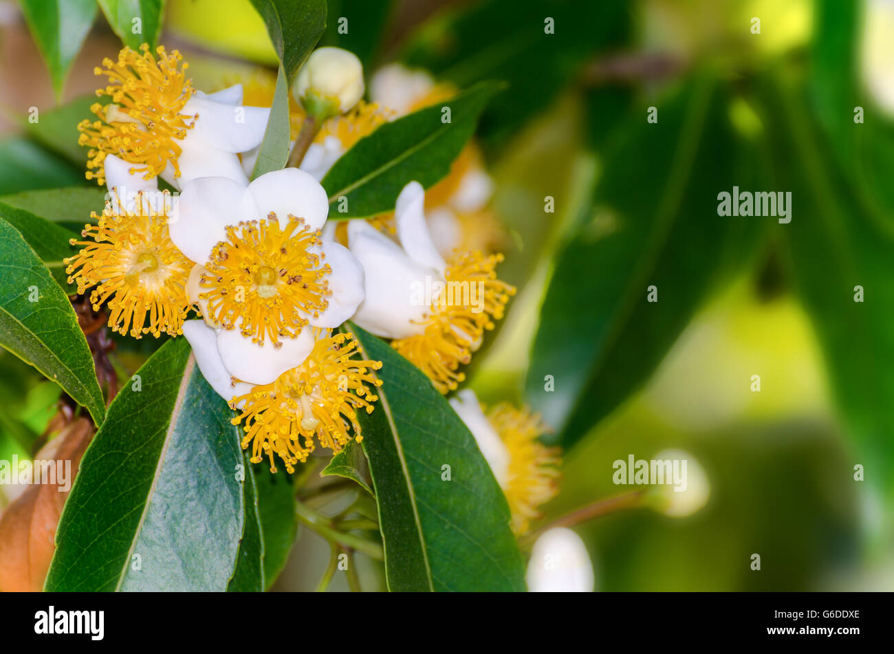 Gruppo bellissimi fiori bianchi con giallo carpel sull'albero di Calophyllum inophyllum o alloro alessandrina Foto Stock