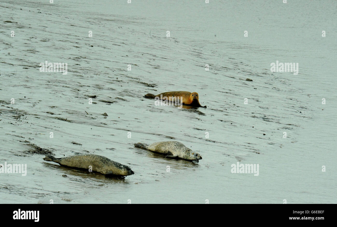 Le foche crogiolarsi al sole d'autunno sulle rive del fiume Tees. Foto Stock