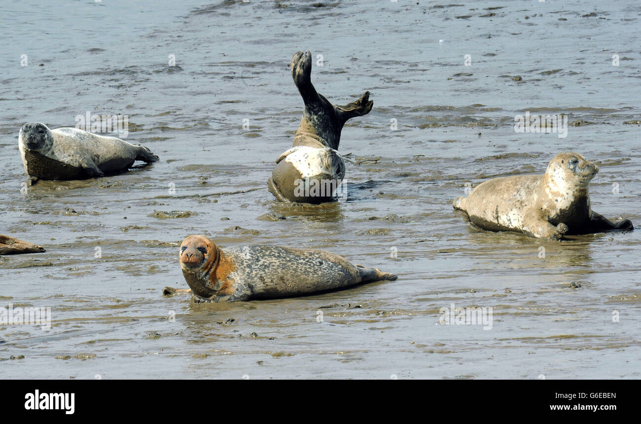 Le foche crogiolarsi al sole d'autunno sulle rive del fiume Tees. Foto Stock