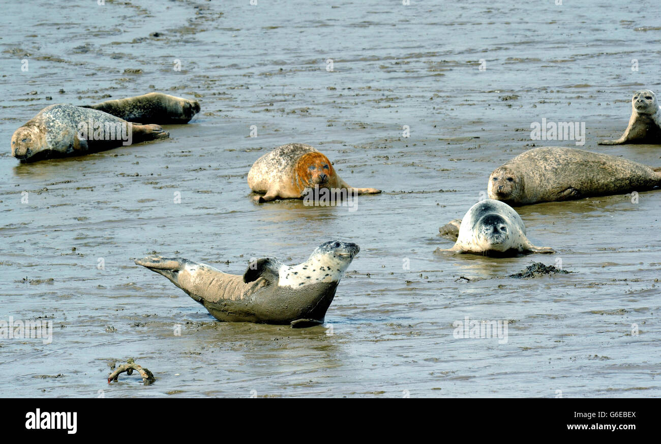 Le foche crogiolarsi al sole d'autunno sulle rive del fiume Tees. Foto Stock