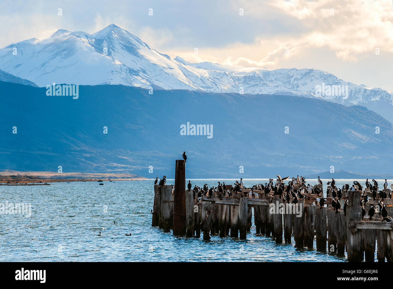 Re la colonia di Cormorani, vecchio dock, Puerto Natales, Cile Foto Stock