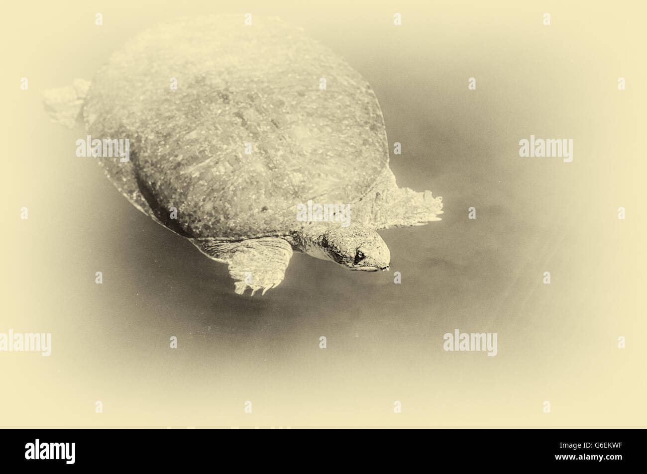 Artistico, vintage foto di soft shell tartarughe di acqua dolce Foto Stock