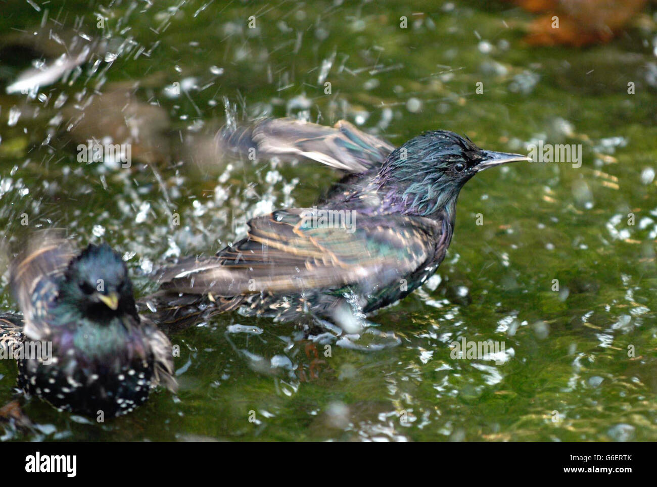 Canicola estiva uccelli Foto Stock