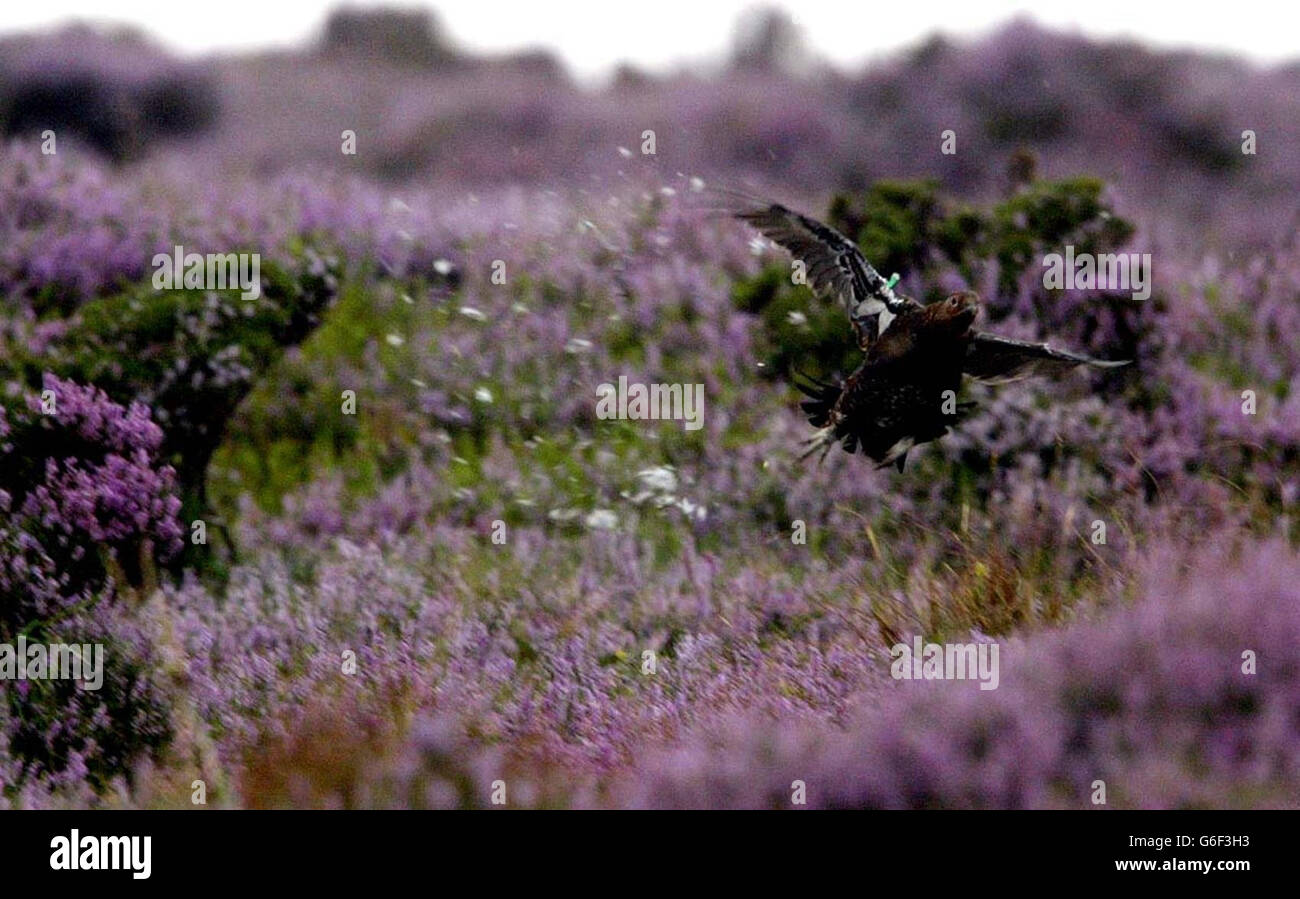 Gallo cedrone stagione di caccia Foto Stock